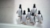 penguins-still20.jpg