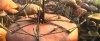 sonic2-screen-captures051.jpg