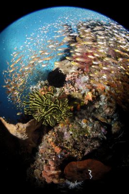 underthesea-still17.jpg