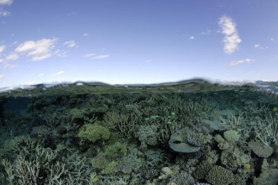 underthesea-still24.jpg