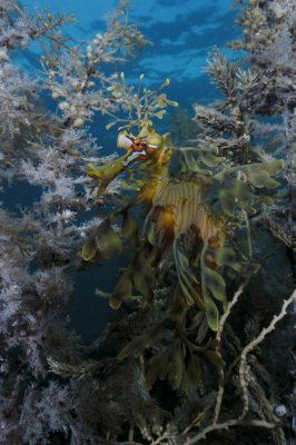 underthesea-still30.jpg